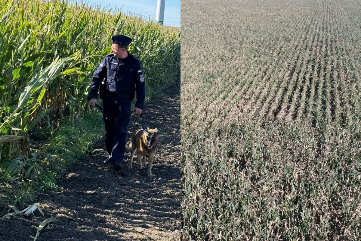 Kontrole policji na polach kukurdzy w gminie Radziejów