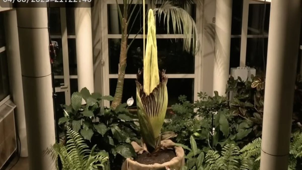 Dziwidło zakwitło po raz drugi