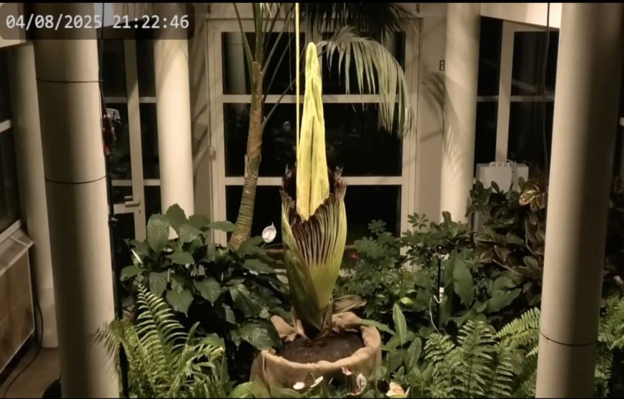 Kwiat o zapachu gnijącego mięsa. Dziwidło olbrzymie ponownie kwitnie w Warszawie