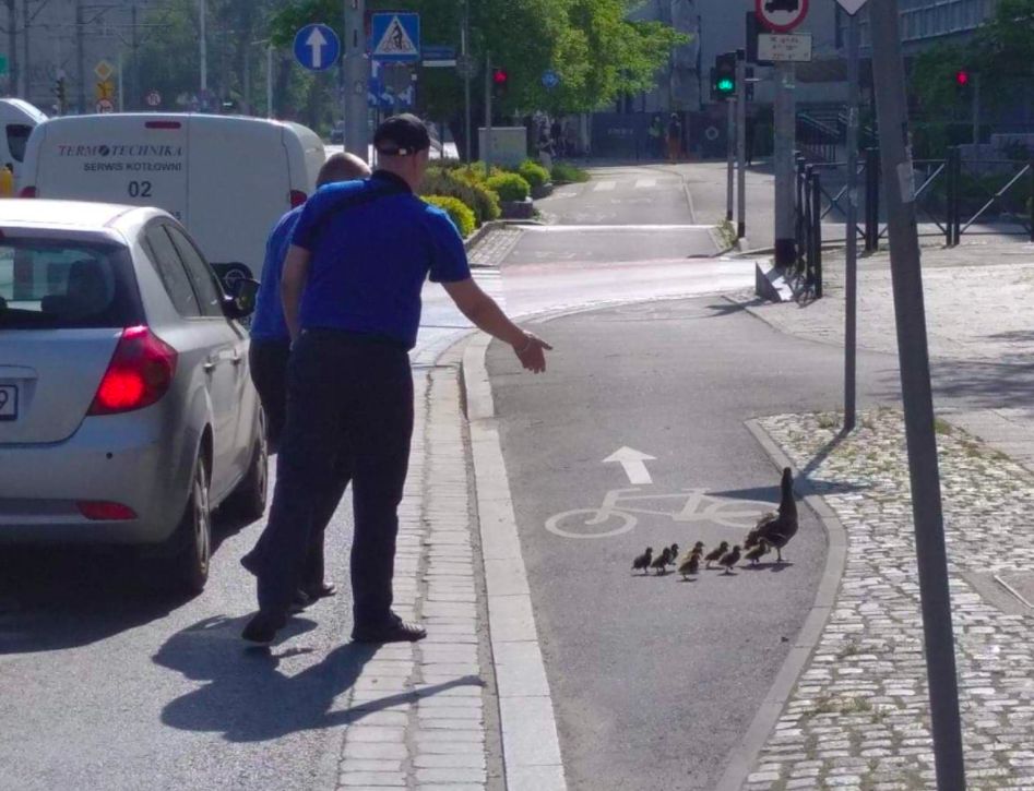 Wrocław. Kacza rodzina zablokowała tramwaj. Motorniczy elegancko przeprowadzili stadko