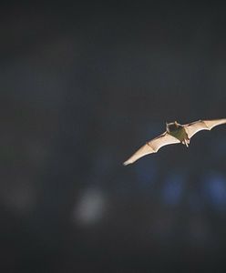 Martwy nietoperz w centrum wielkiego miasta. Obszar uznano za zagrożony