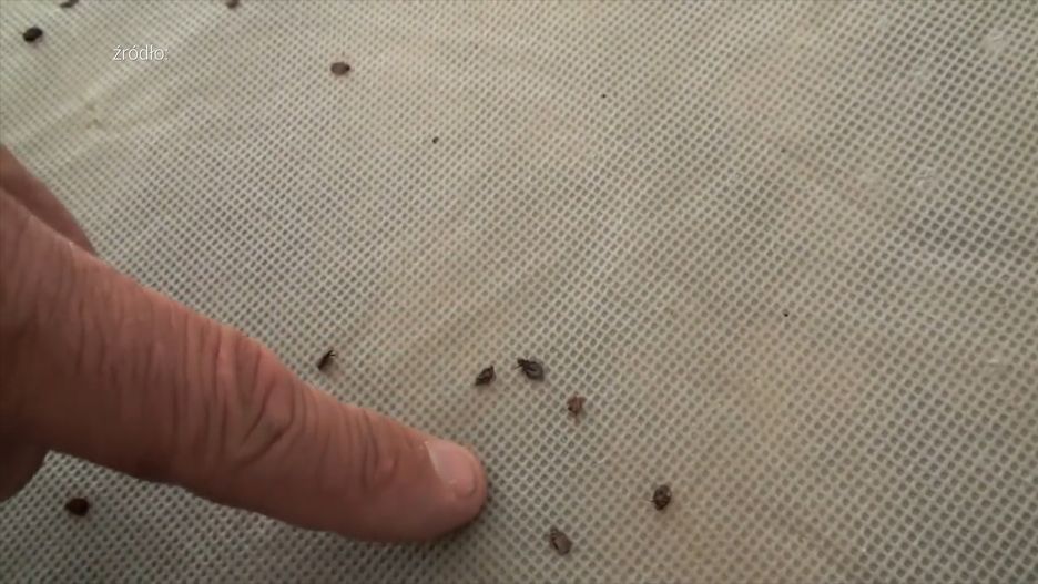 Podejrzewasz, że masz pluskwy? Oto 3 zapachy, które zdradzą prawdę