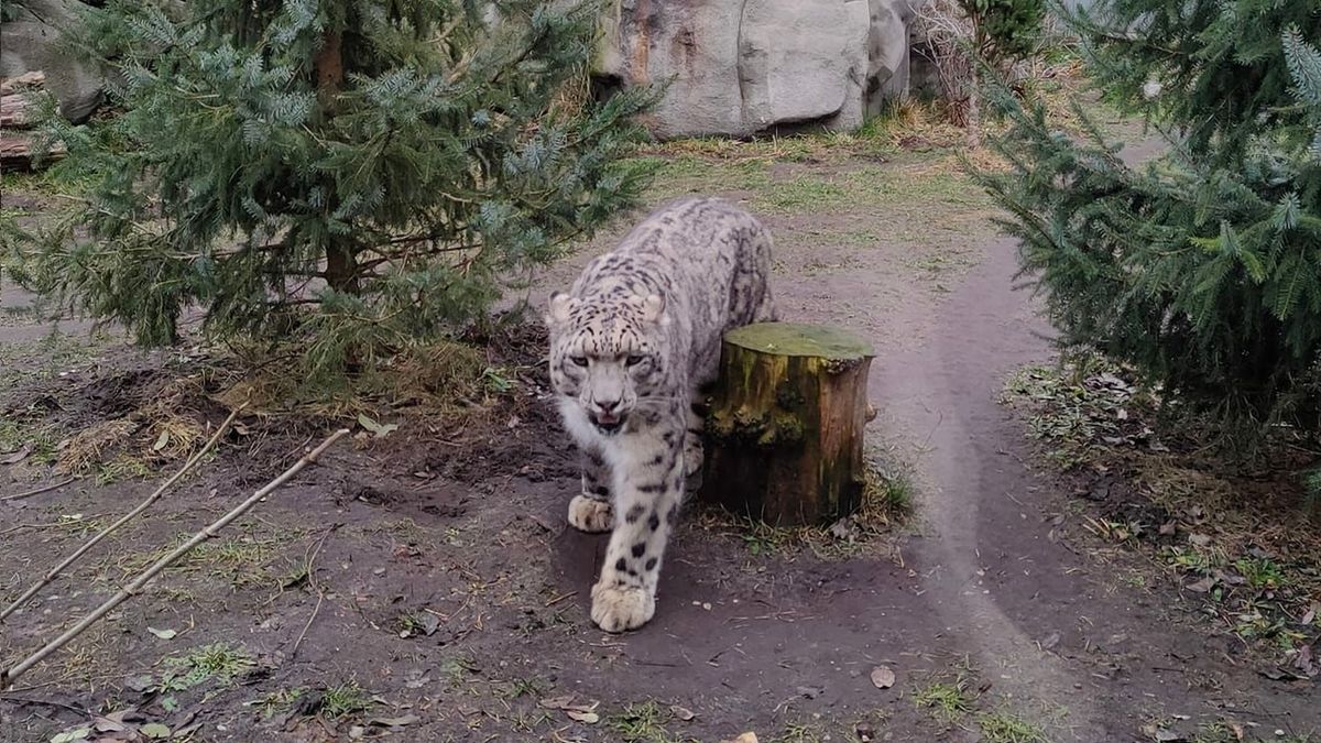 Nie żyje pantera śnieżna z warszawskiego zoo 