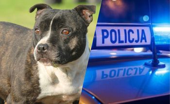 Pękła obroża. Amstaff rzucił się na policjantów