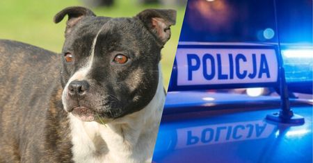 Pękła obroża. Amstaff rzucił się na policjantów