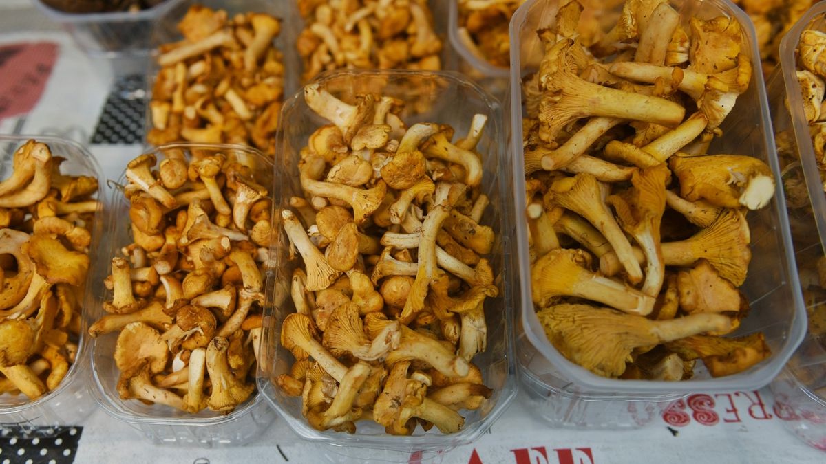 Nigdy nie liż grzybów 