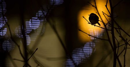British Wildlife Photography Awards 2017 – najlepsze zdjęcia dzikiej przyrody z Wielkiej Brytanii. Zobaczcie ich historie