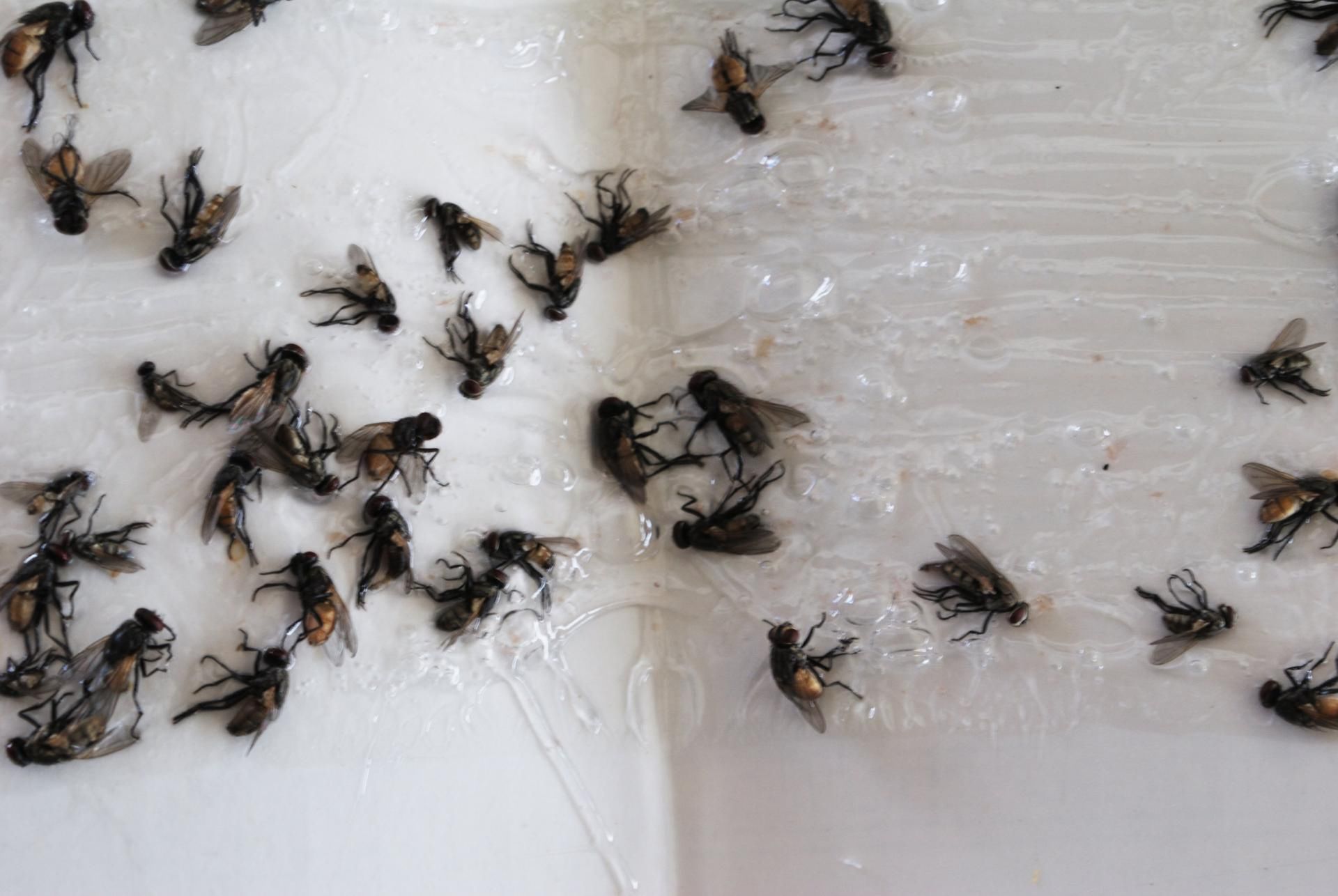 Pułapki na muchy są wciąż często stosowaną metodą na pozbycie się owadów