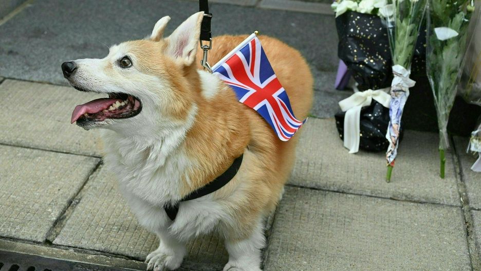 Psy corgi zasłużyły na tytuł "królewskiej rasy" 