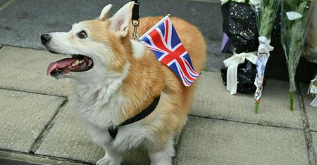 Elżbieta II kochała corgi. Czym charakteryzują się ulubione psy królowej?