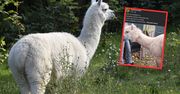 Zaginęła alpaka. Rozpaczliwy apel właścicieli. "Nie poddamy się"