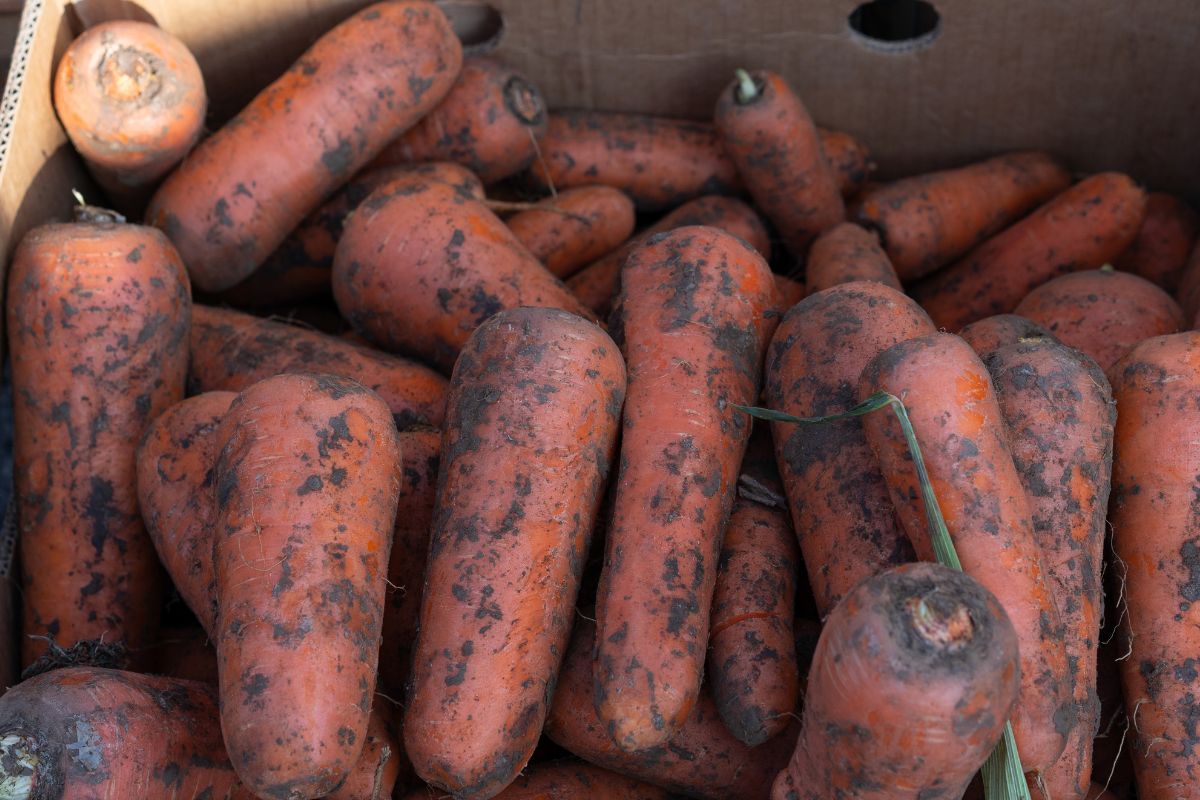 Storing carrots in an apartment is possible