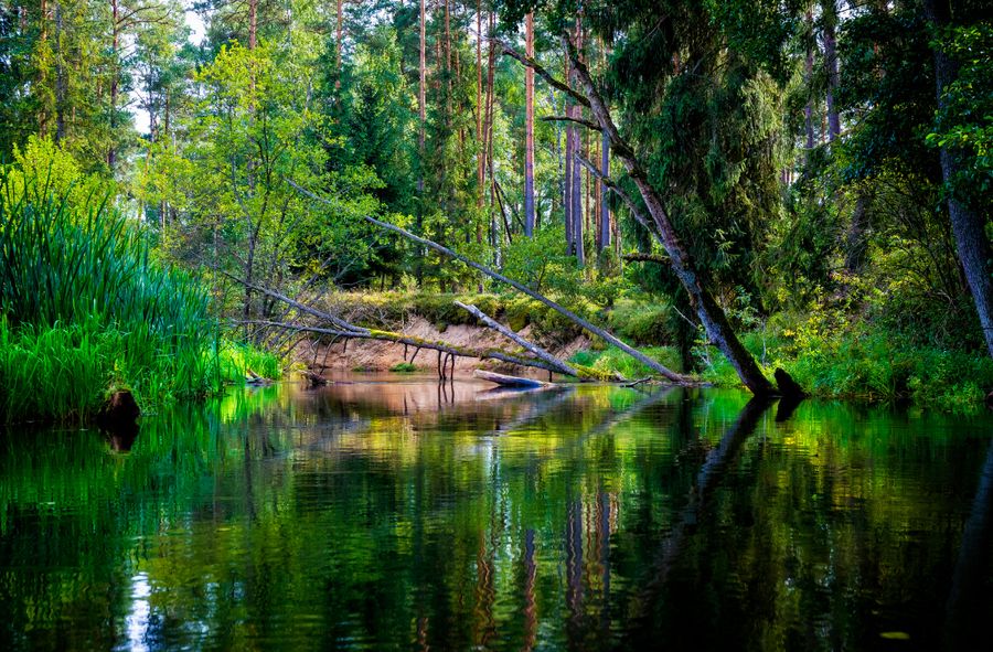 Polish scientists urge Donald Tusk to create a new national park