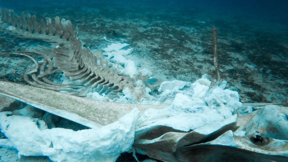 Szkielet wieloryba pod wodą - zdjęcie ilustracyjne