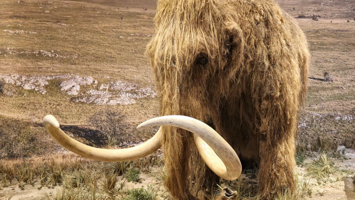 Odczytali najstarsze RNA mamuta