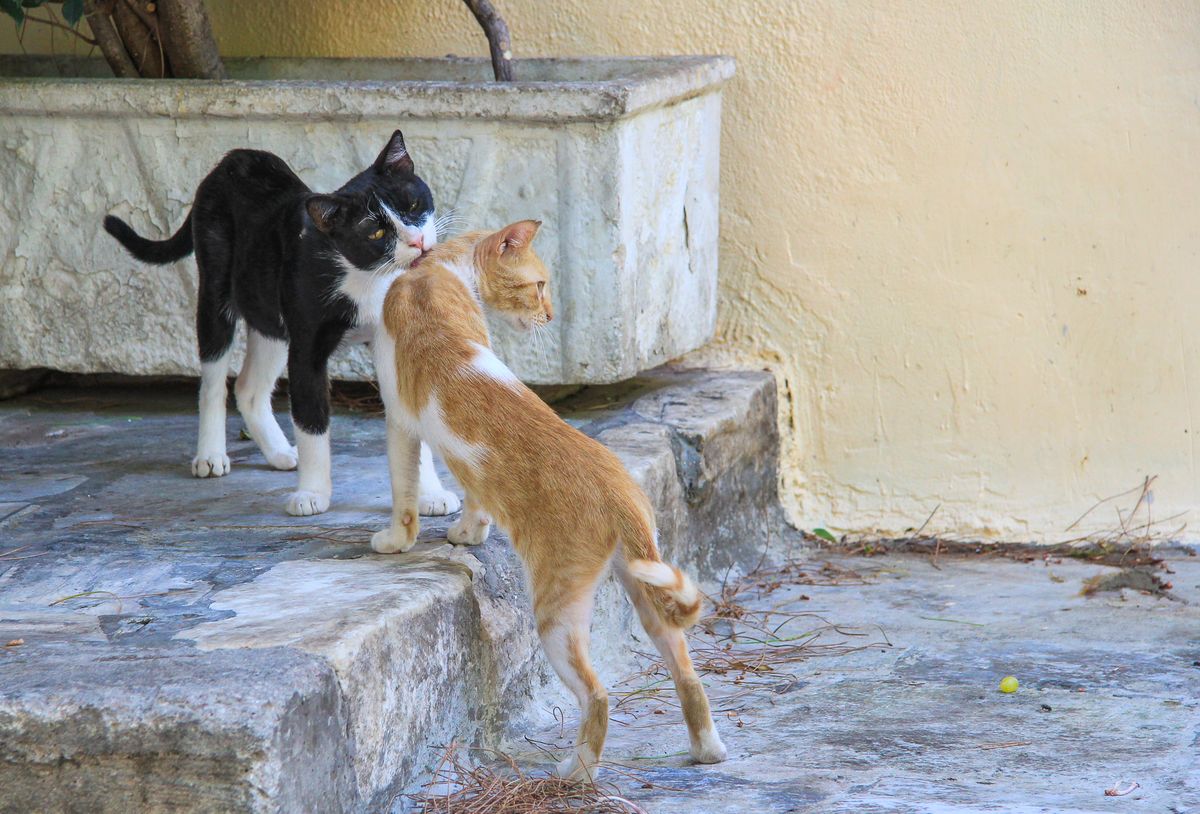 Polacy zabierają z Chorwacji biedne, uliczne koty 