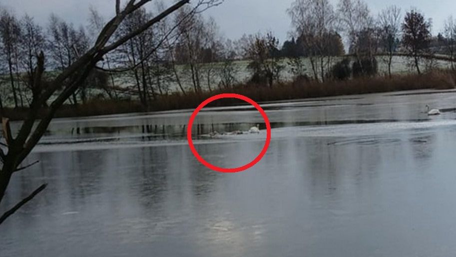 Łabędzie przymarzły do lodu. Akcja ratunkowa strażaków