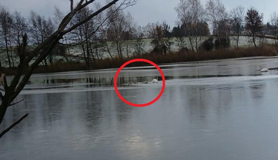 policja, straż, łabędzie Łabędzie przymarzły do lodu. Akcja ratunkowa strażaków