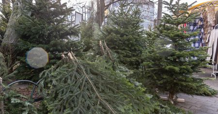 Topią je w rzekach. W Finlandii nie wyrzuca się choinek na śmietnik
