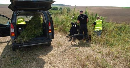Nielegalna uprawa konopi indyjskich. Krzaki rosły w pobliżu cmentarza