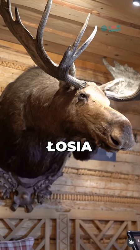 Łoś zostaje w restauracji "Schronisko Bukowina"