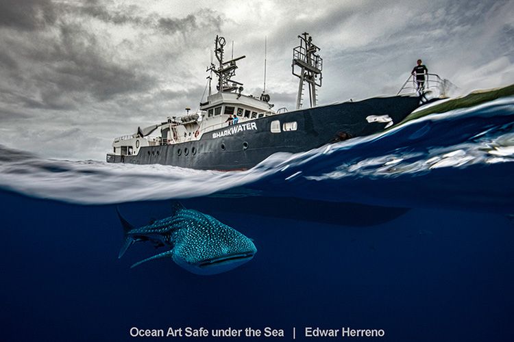 Najlepsze zdjęcia oceaniczne w konkursie Safe Under the Sea 5