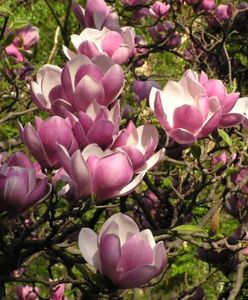 "W magnoliowym gaju" - spacer po Ogrodzie Botanicznym