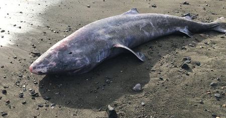 Zbadali truchło ogromnego rekina polarnego na plaży. Historyczne odkrycie Brytyjczyków