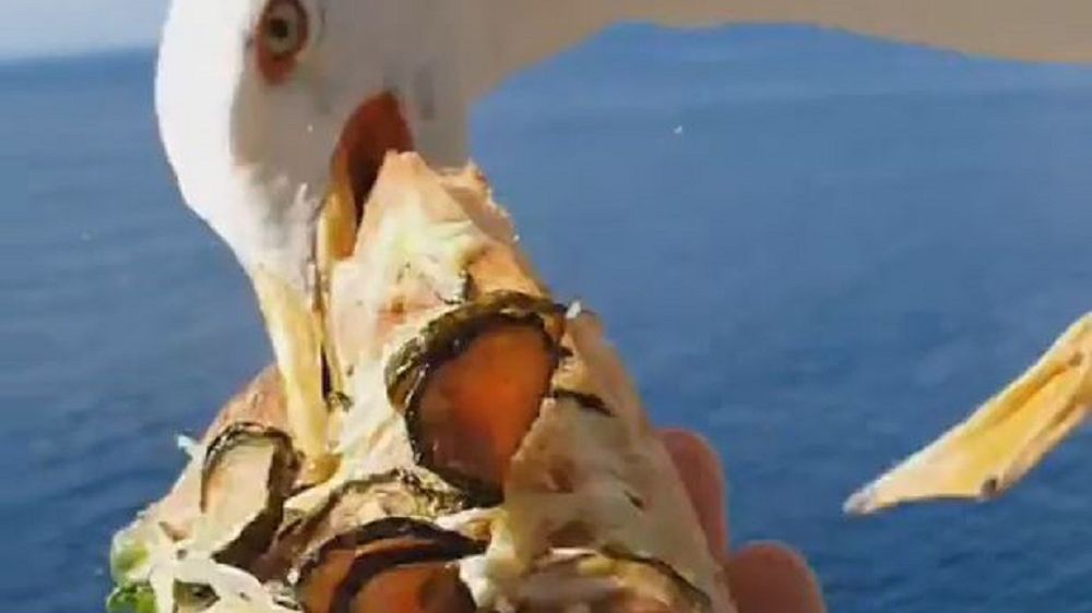Mewa zaatakowała blogera kulinarnego