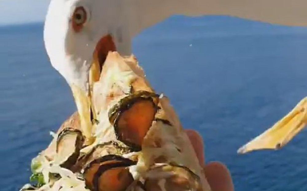 Bloger chciał zrobić zdjęcie pizzy. Zaatakowała go głodna mewa