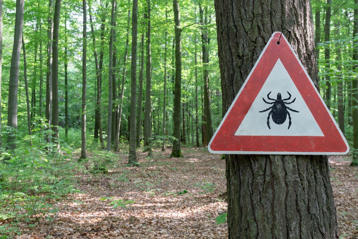 Zaczynają budzić się szybciej niż zwykle. W lasach rozpoczyna się inwazja