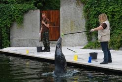 Foki wróciły do odnowionego basenu w warszawskim ZOO