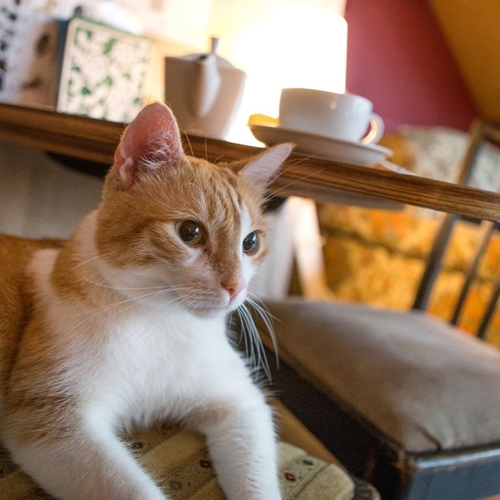 Warszawa. Kawiarnia dla wielbicieli kotów bez rządowego wsparcia. Odzew internautów