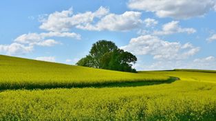 Cena ziemi odjechała. Rolnik musi sprzedać 130 ton pszenicy za hektar?