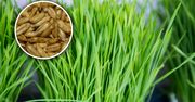 Kiedy wysiać owies na Wielkanoc? Nie pomyl terminu