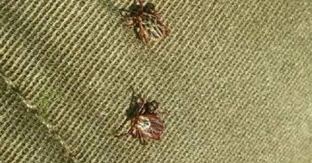 Plaga we Wrocławiu. "Duże znaczenie ma to, że nie mamy srogich zim"