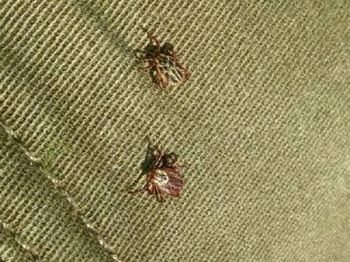 Plaga we Wrocławiu. "Duże znaczenie ma to, że nie mamy srogich zim"