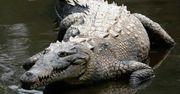 Pierwszy udokumentowany przypadek partenogenezy u krokodyli