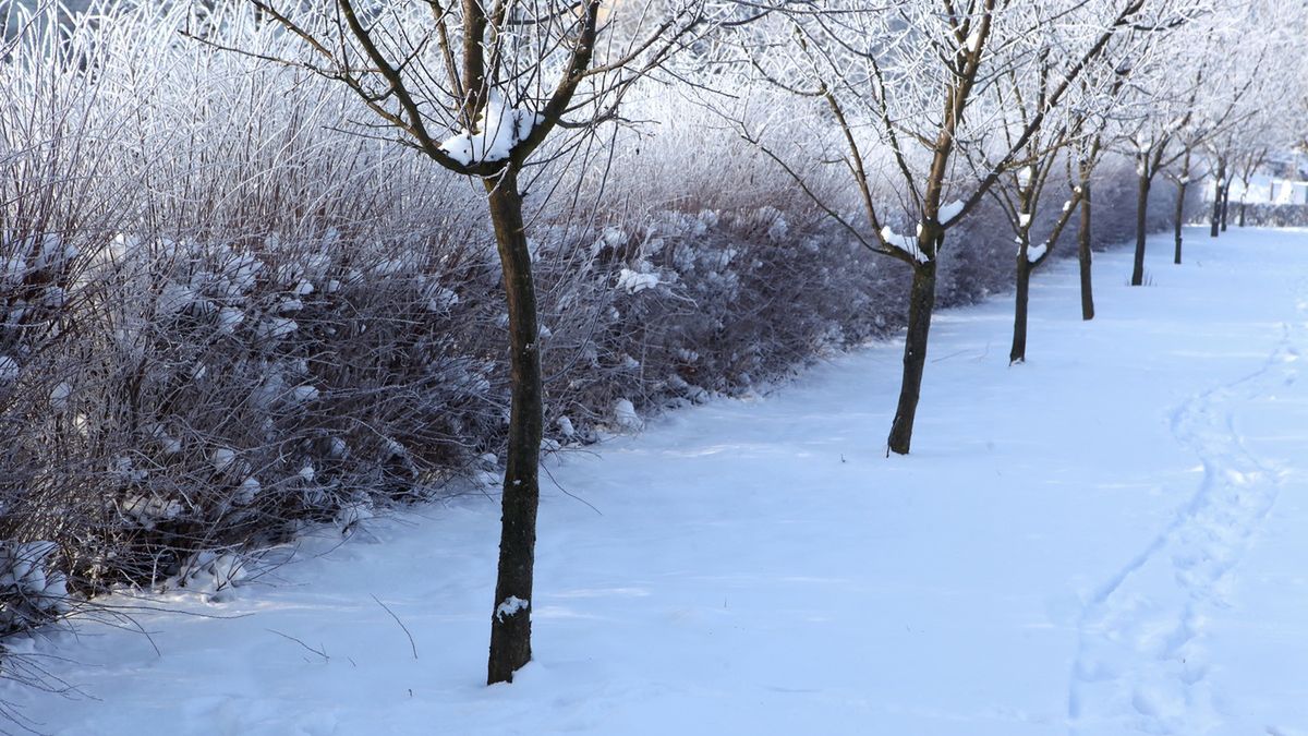 Olejowanie drzew w zimie.