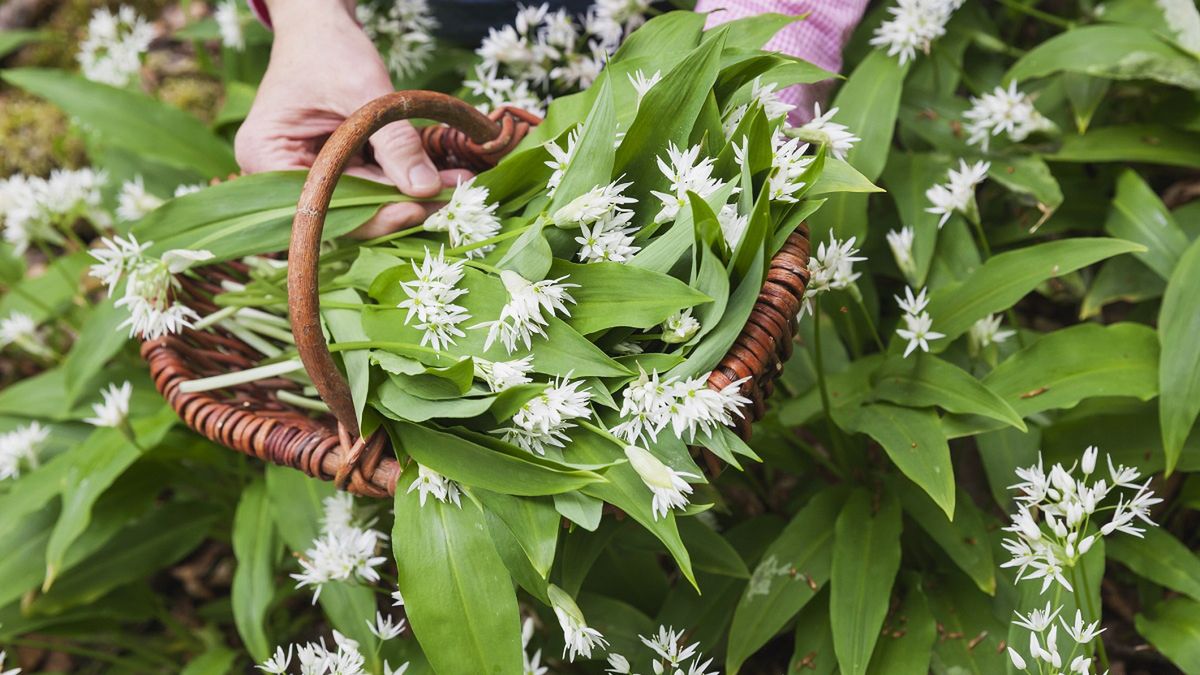 Czosnek niedźwiedzi jest bardzo zdrowy.