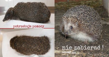 Tak należy postępować na widok jeża. Ważny apel