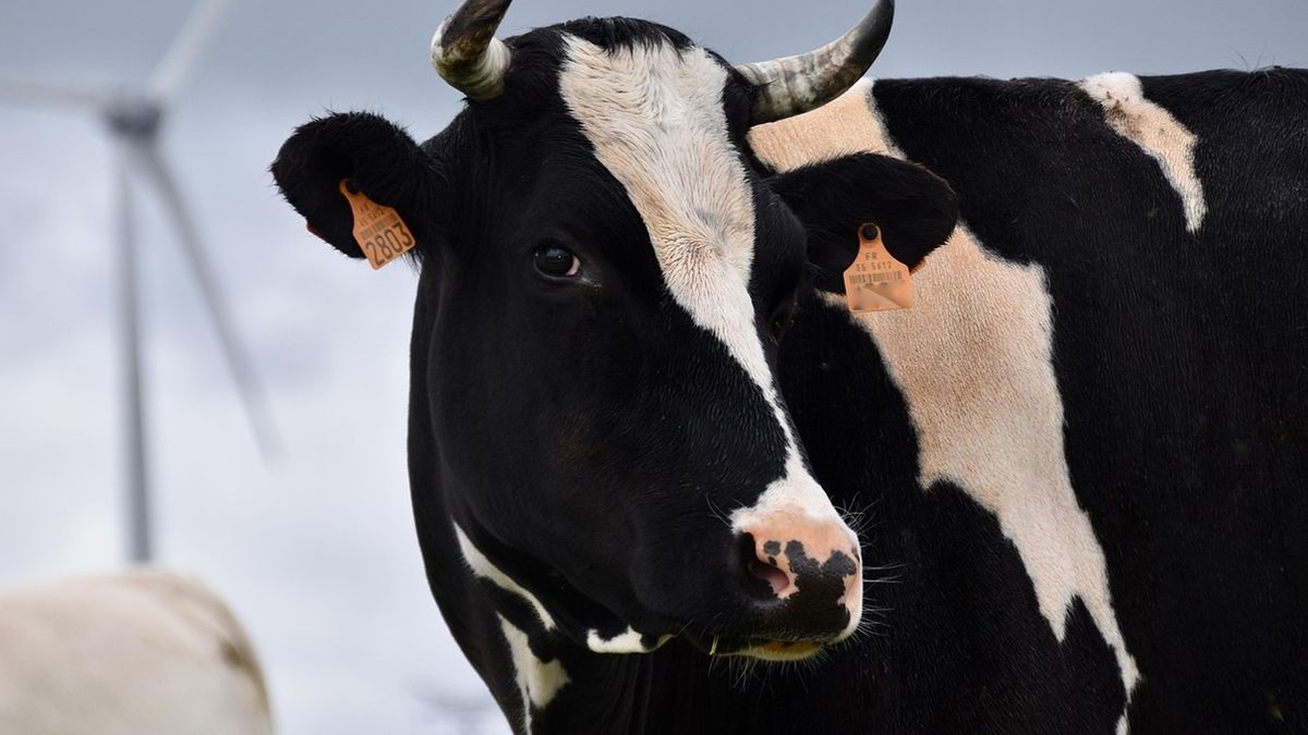 Krowę wzięli za byka, bo miała rogi i czarne umaszczenie