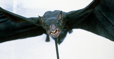 Koronawirus. Badacze nietoperzy zbierają dane o pochodzeniu COVID-19