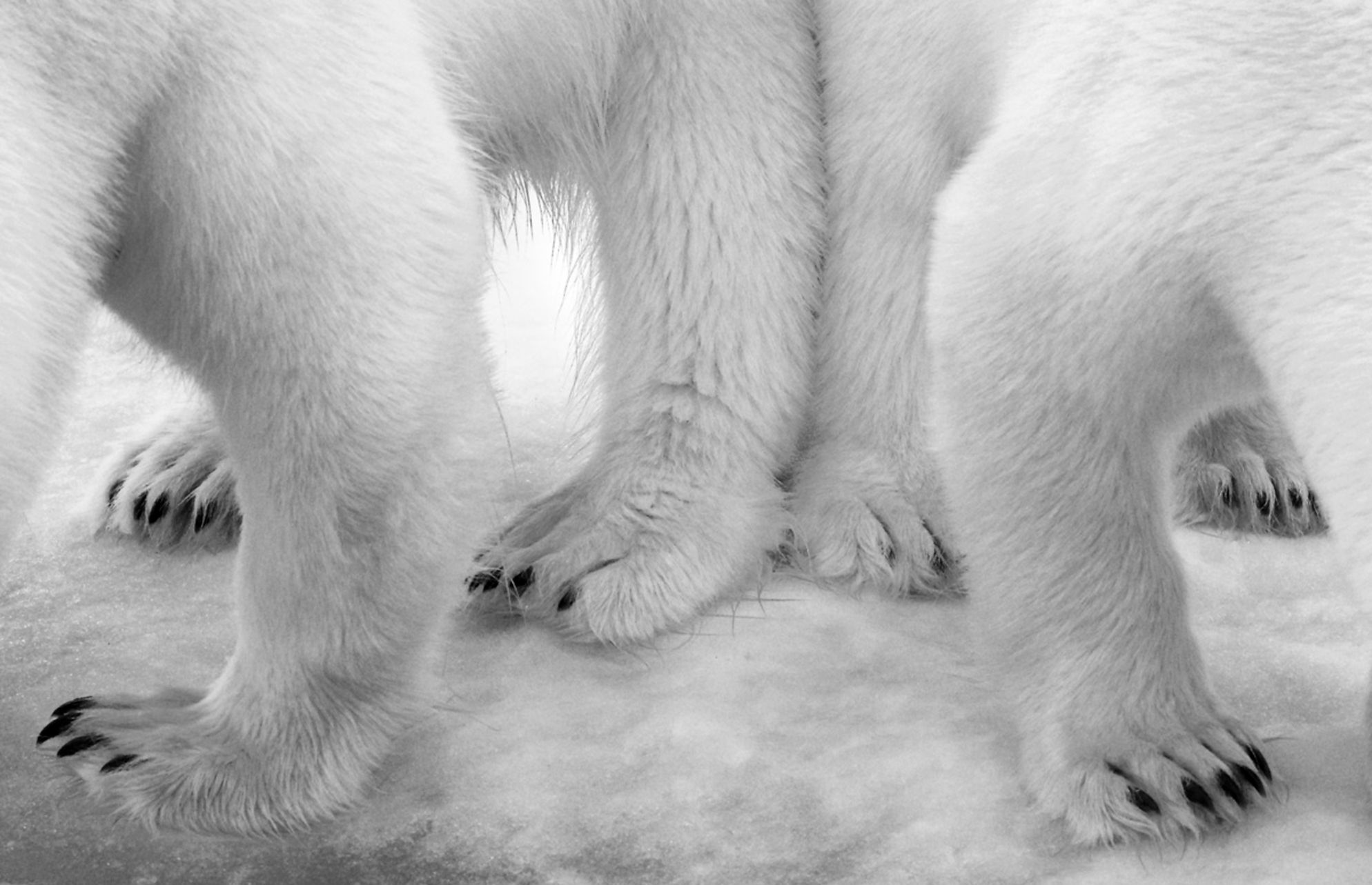 Wildlife Photographer of the Year 2017. Wygrało zdjęcie opowiadające historię zbrodni na nosorożcach 14