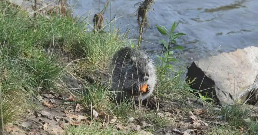 Śląskie: Kolejne nutrie wyeliminowane z województwa