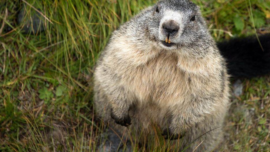 Dzień Świstaka. Co to za święto?
