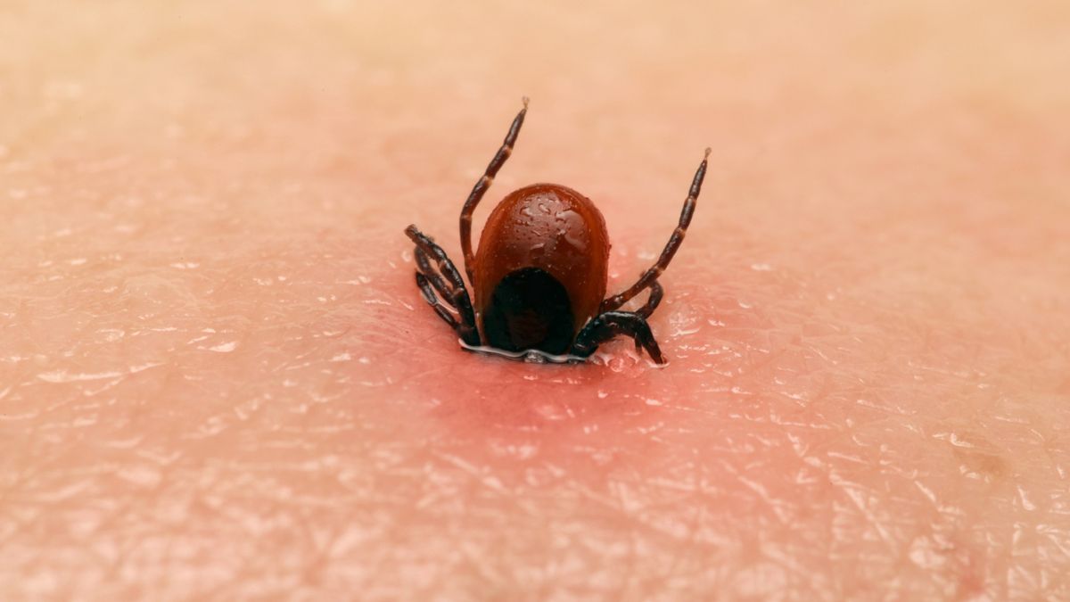 Kleszcze nie gryzą wszystkich tak samo