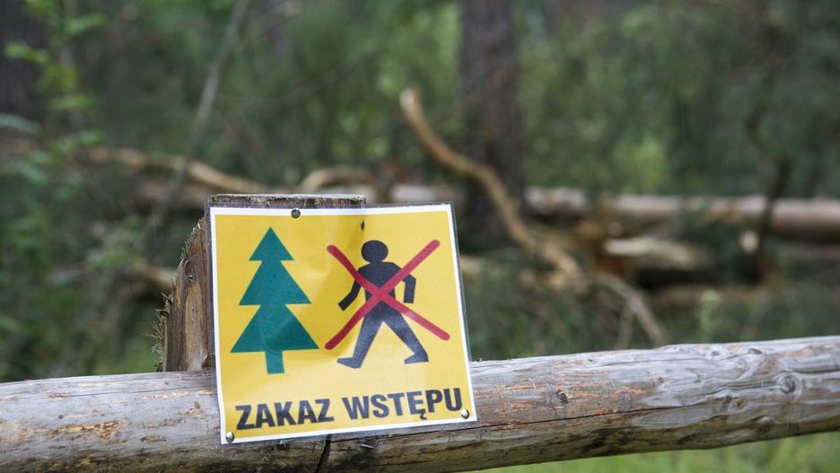 W niektórych lasach wprowadzono zakaz wstępu