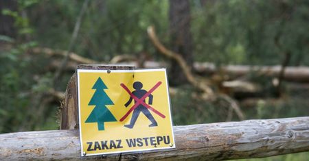 Do lasu nie wejdziesz. Leśnicy alarmują