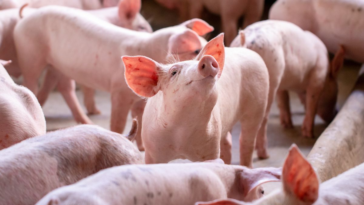 Zmowa? Rząd alarmuje ws. mięsa. "Należy zbadać"